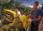 GreenCreekWinery-3 copy  Alberto Chavel, left, and Marvin Pack (vineyard owner), right, load some Chardonnay grapes just picked at Green Creek Winery in the Green Creek community of NC Tuesday afternoon, 9-13-05.